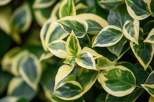 Close-up of variegated green and yellow leaves. photo