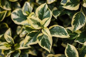 Close-up of variegated green and yellow leaves. photo