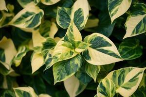 Close-up of variegated green and yellow leaves. photo