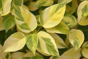Close-up of variegated green and yellow leaves. photo