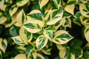 Close-up of variegated green and yellow leaves. photo