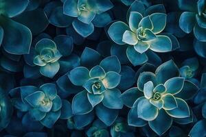 Close-up of lush, green succulent plants. photo