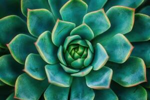 Close-up of a succulent plant with vibrant green leaves. photo