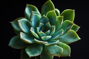 Close-up of a succulent plant with vibrant green leaves. photo