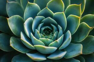 Close-up of a succulent plant with vibrant green leaves. photo