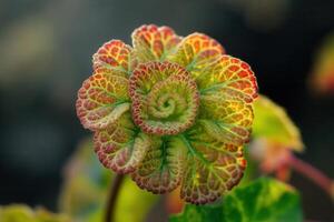 Close-up of a vibrant, spiral-patterned plant leaf. photo