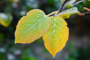 Close-up of dew-covered green and yellow leaves. photo