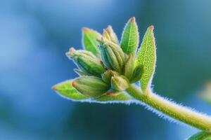 Close-up of budding plant leaves and flower buds. photo