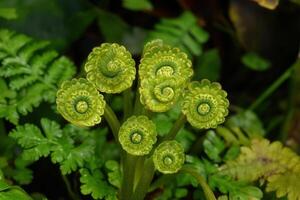Close-up of fern fronds in a lush environment. photo
