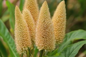 Close-up of flowering plants with spiky, soft blooms. photo