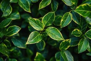Close-up of vibrant green leaves with yellow edges. photo