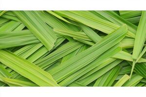 Close-up of green leaves layered together. photo