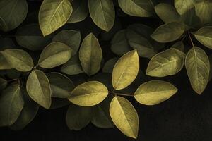 Close-up of green and yellow leaves in natural light. photo