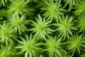 Close-up of vibrant green moss or plant foliage. photo