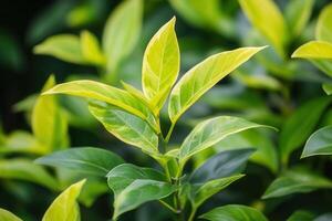 Close-up of vibrant green leaves with yellow highlights. photo