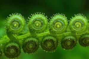 Close-up of fern fronds showcasing spiral leaf buds. photo