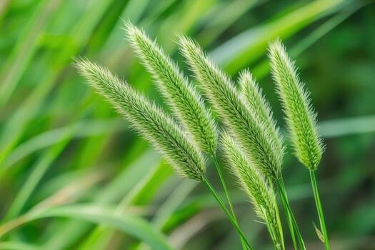 Close-up of green grass-like plants in natural setting. photo