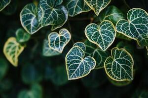 Close-up of heart-shaped green leaves with veins. photo
