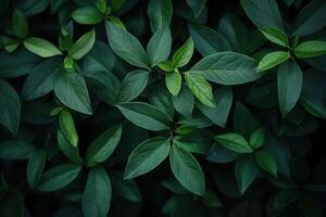Close-up of lush green leaves in natural arrangement. photo