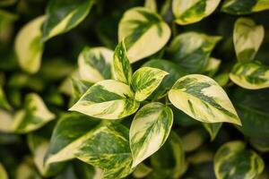 Close-up of variegated green and yellow plant leaves. photo