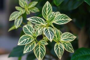 Close-up of vibrant green and cream variegated leaves. photo
