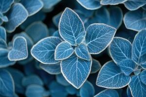 Close-up of vibrant blue-green leaves with intricate veins. photo