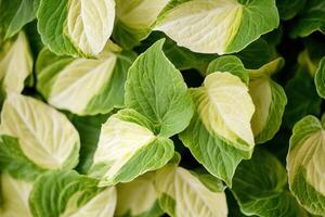 Close-up of vibrant green and cream-colored leaves. photo