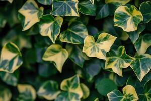 Close-up of vibrant green and yellow ivy leaves. photo