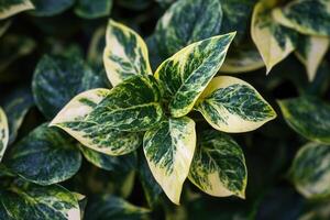 Close-up of vibrant green and yellow patterned leaves. photo