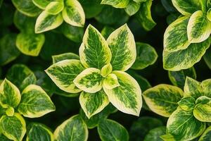 Close-up of vibrant green and yellow patterned leaves. photo