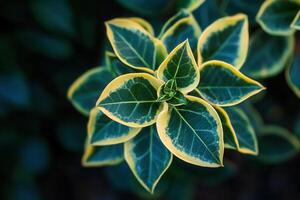 Close-up of vibrant green and yellow plant leaves. photo