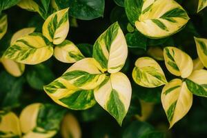 Close-up of vibrant green and yellow variegated leaves. photo