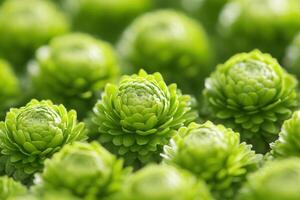 Close-up of vibrant green floral arrangements. photo
