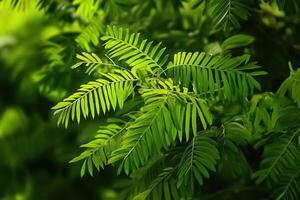 Close-up of vibrant green leaves in natural setting. photo