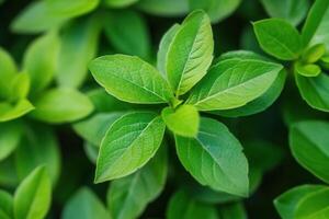 Close-up of vibrant green leaves in natural setting. photo