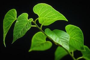 Close-up of vibrant green leaves on a dark background. photo