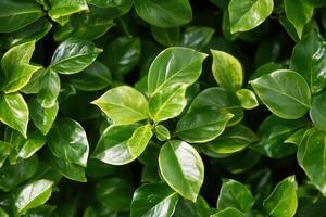 Close-up of vibrant green leaves with glossy textures. photo
