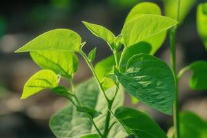 Close-up of vibrant green leaves in natural light. photo