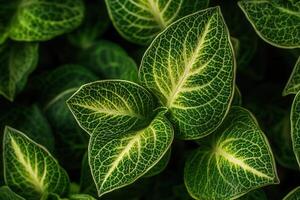 Close-up of vibrant green leaves with intricate patterns. photo