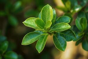 Close-up of vibrant green leaves with glossy texture. photo