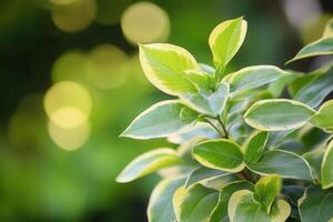 Close-up of vibrant green leaves with soft bokeh background. photo