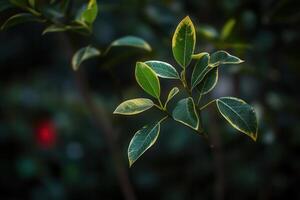 Close-up of vibrant green leaves with soft background. photo
