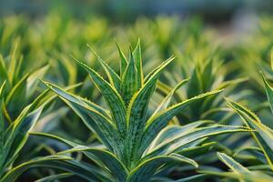 Close-up of vibrant green pineapple plants in a field. photo