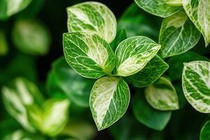 Close-up of vibrant green plant leaves with variegation. photo