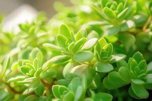 Close-up of vibrant green succulent leaves. photo