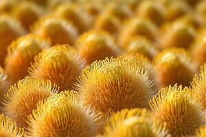 Close-up of vibrant yellow flower-like structures. photo
