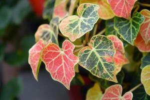 Colorful leaves of a decorative plant with intricate patterns. photo