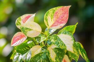 Colorful leaves of a plant with vibrant patterns. photo
