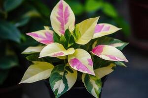 Colorful ornamental plant with variegated leaves. photo