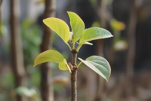 Fresh green leaves sprouting from a young plant. photo